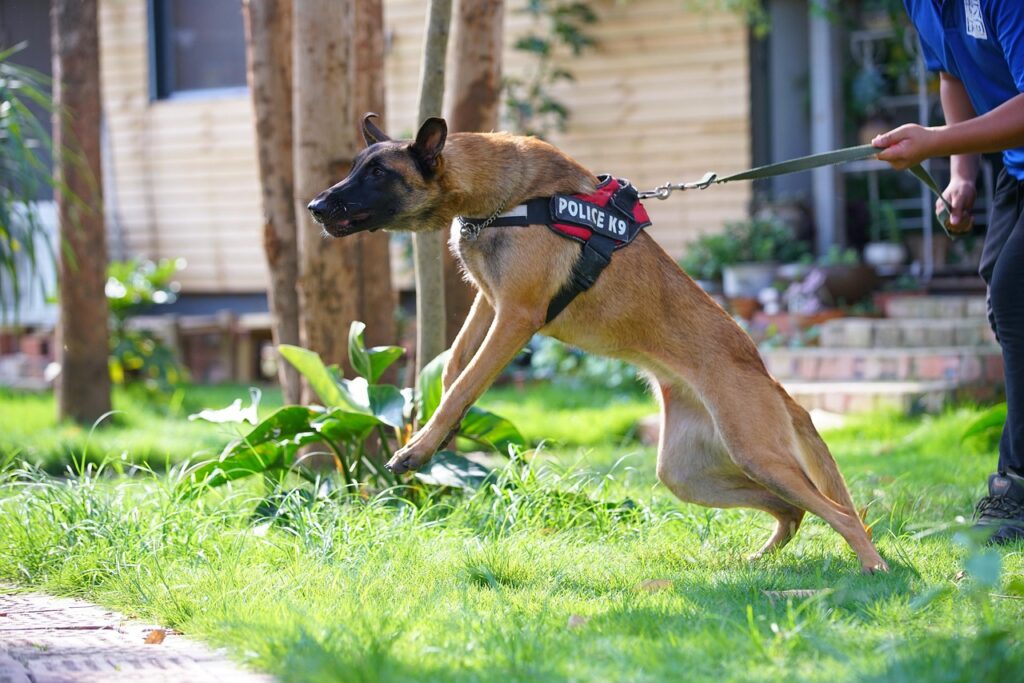 guard dog