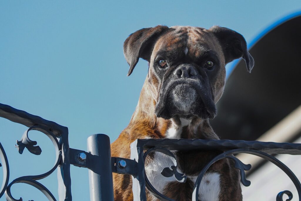 14 Reasons Why Owning a Guard Dog Isn’t as Easy as You Think