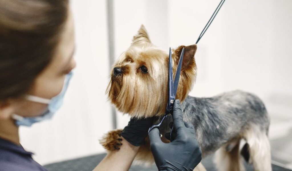 Yorkshire Terrier dog getting a haircut at a grooming salon.