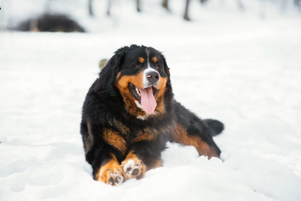 bernese mountain dog