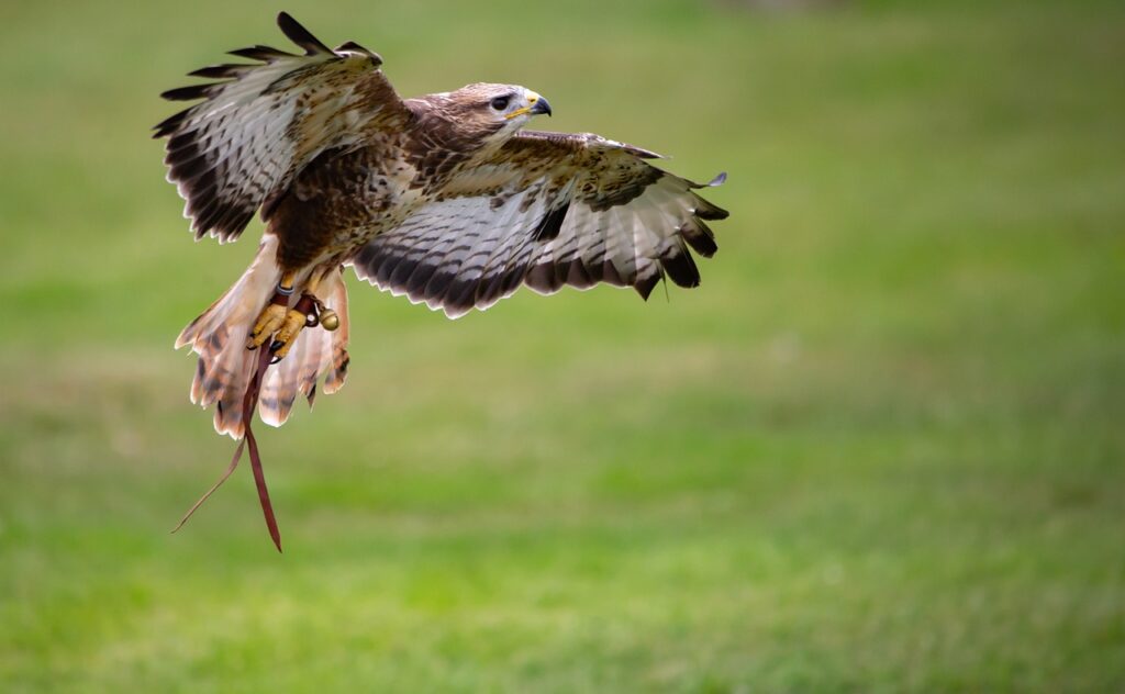 hawk