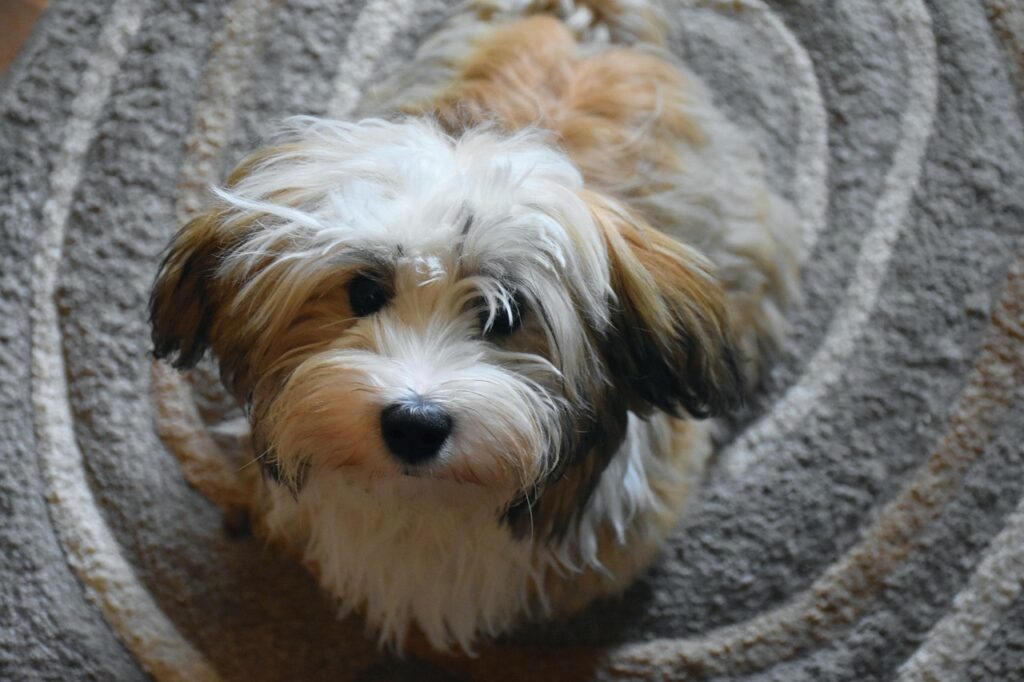 havanese dog
