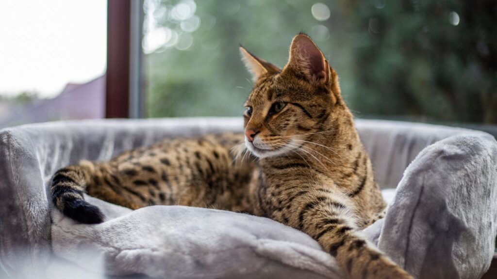 Savannah cat sits on a pedestal pillow against a background of greenery