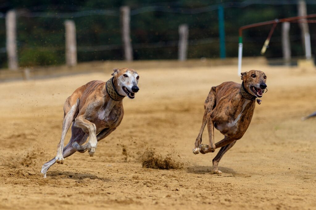 Greyhound running