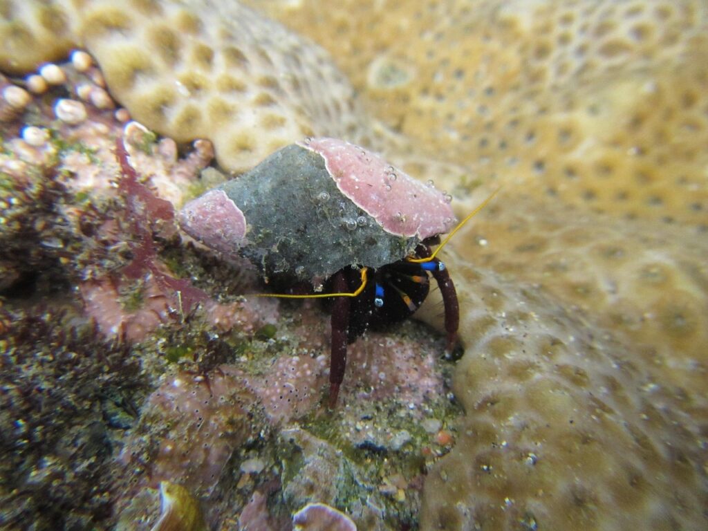 hermit crab