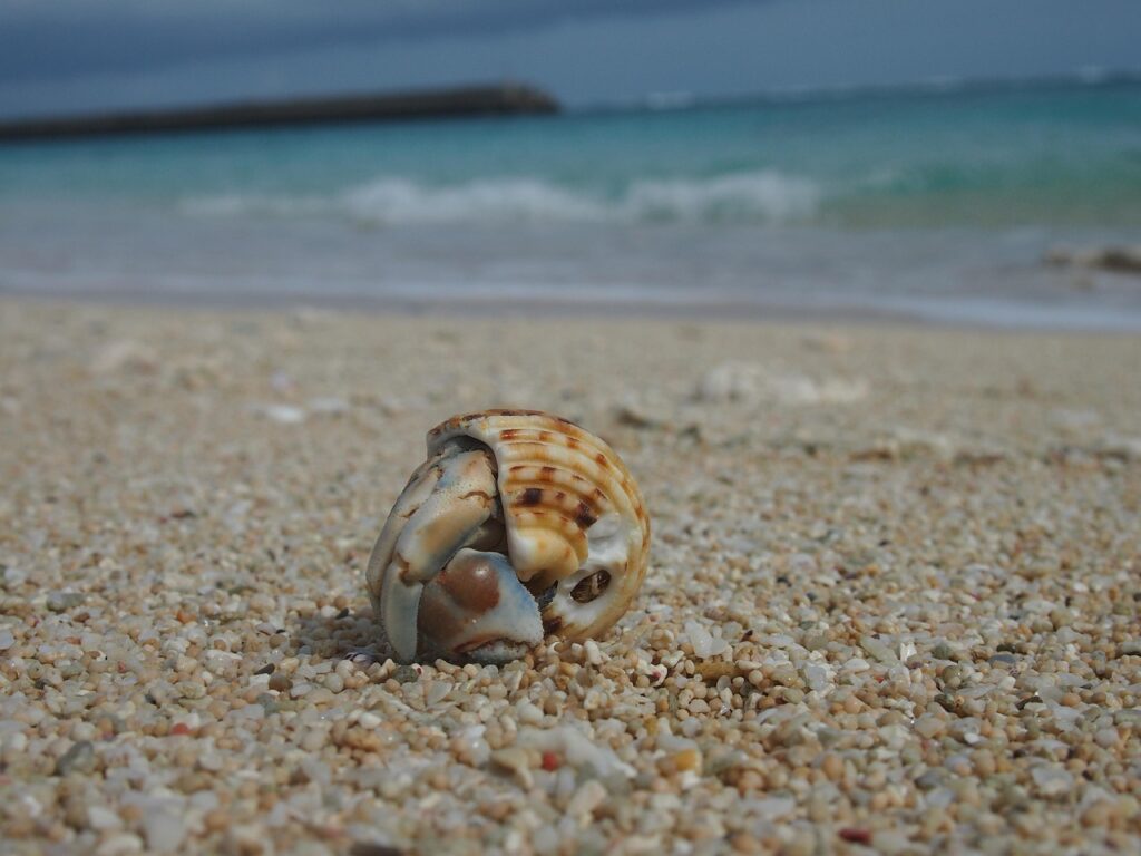 hermit crab