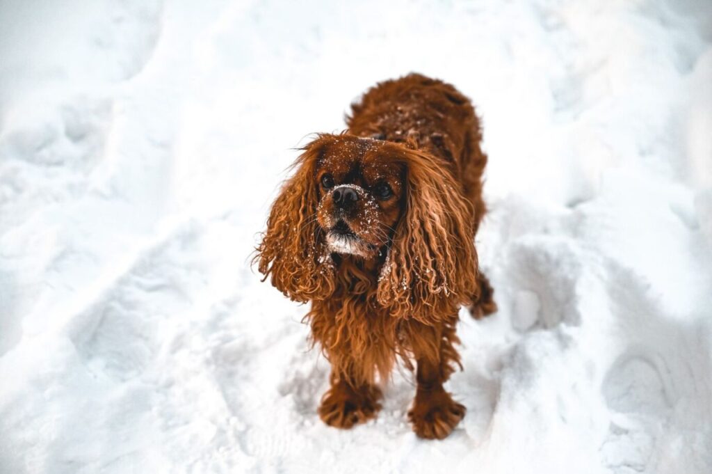english cocker spaniel