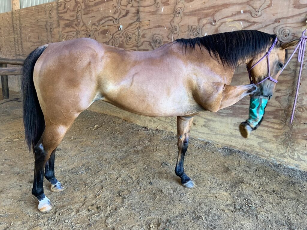 American Quarter Horse