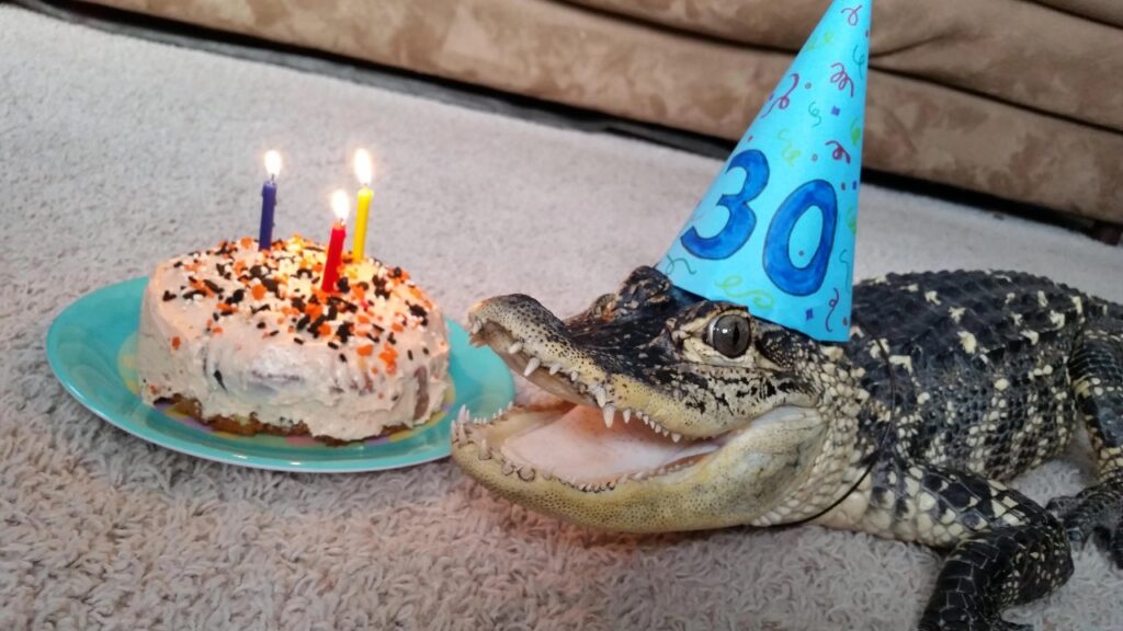 Alligator pet