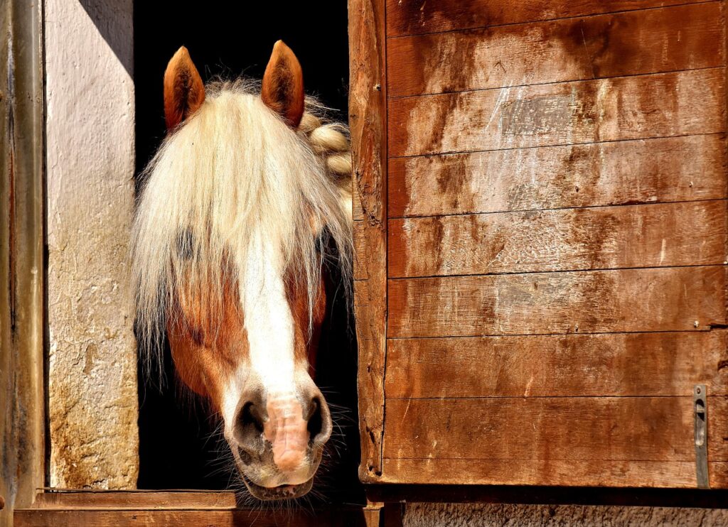 horse 