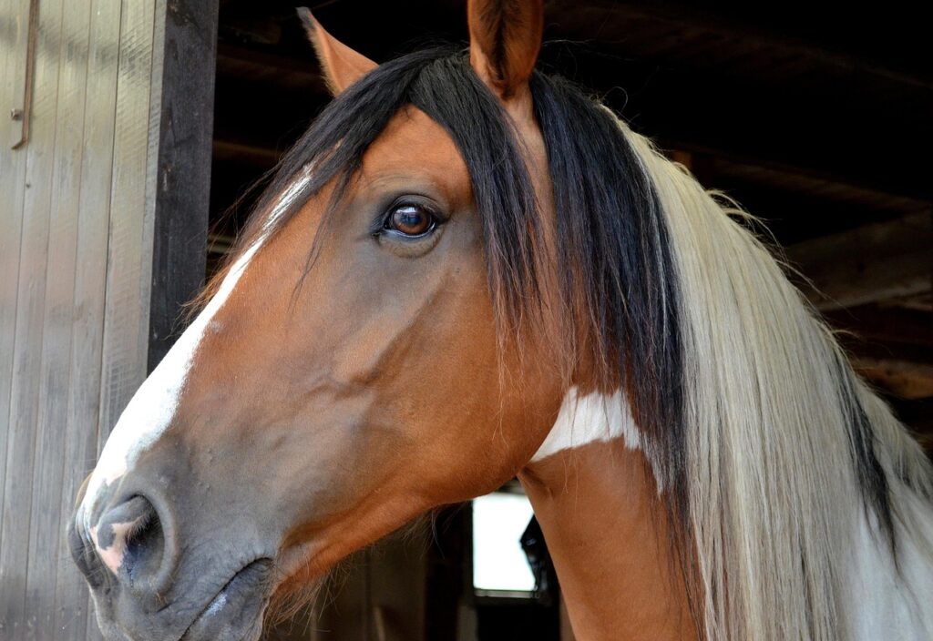 Andalusian