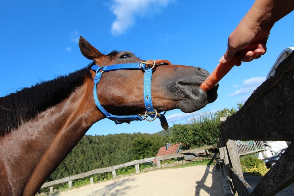 Horse eating carrot