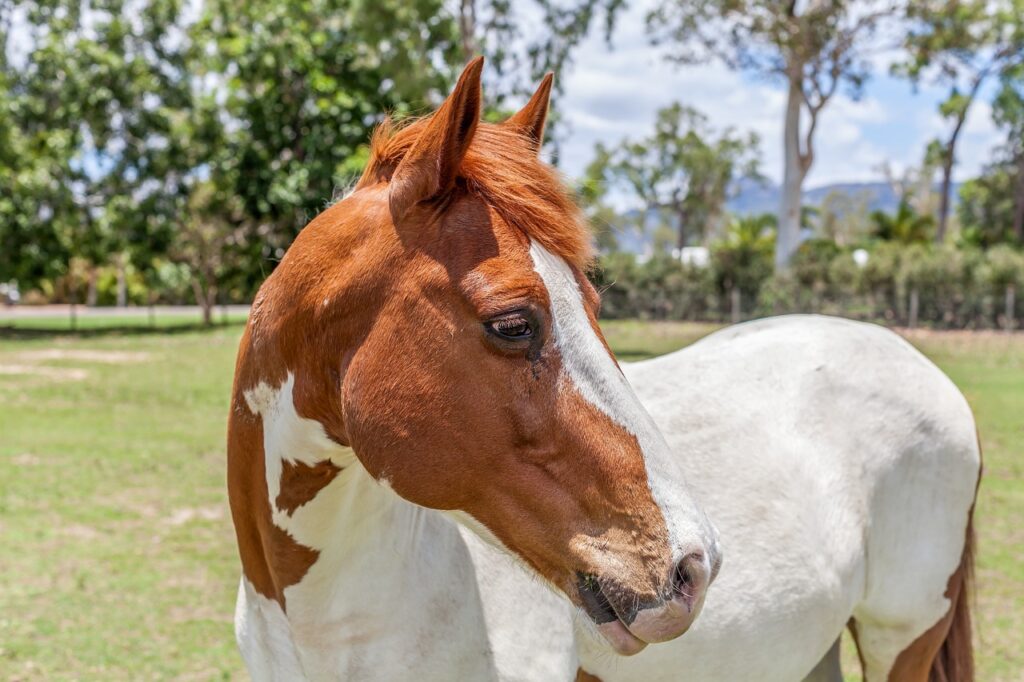 Paint horse