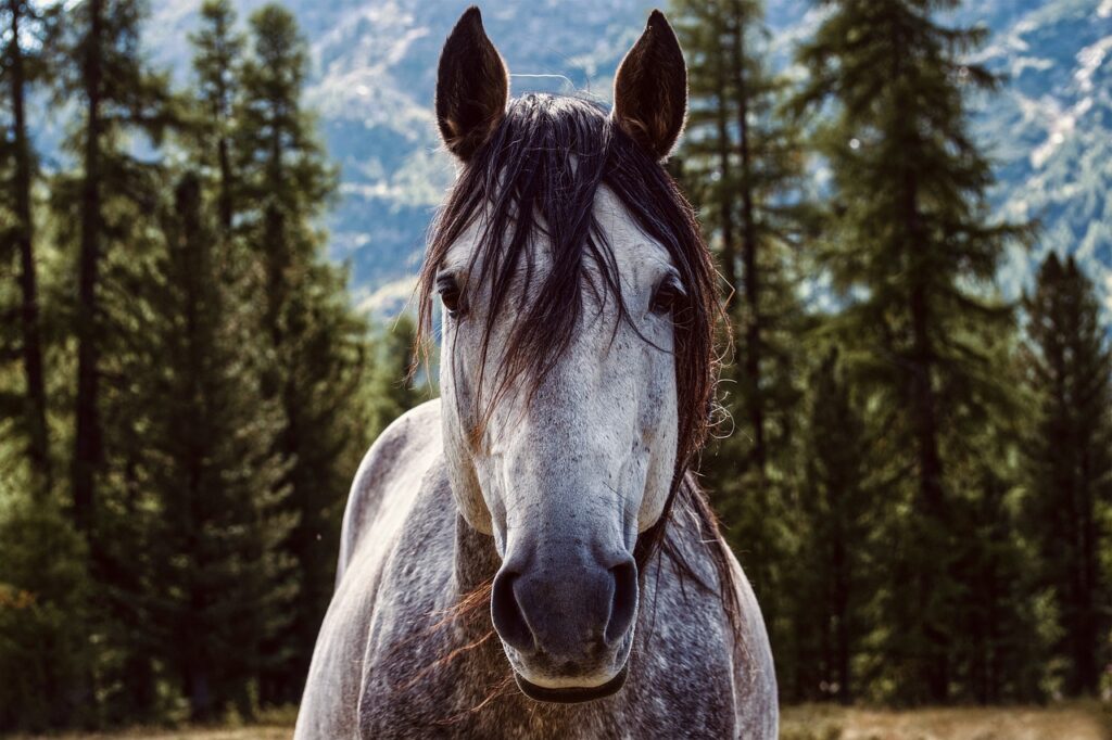 12 Most Expensive Horse Breeds That Will Make You Reconsider Your Dream of Owning a Horse