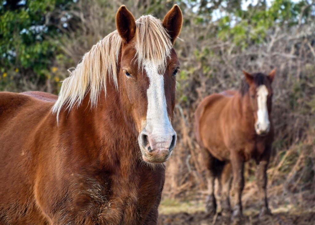 breton Horse