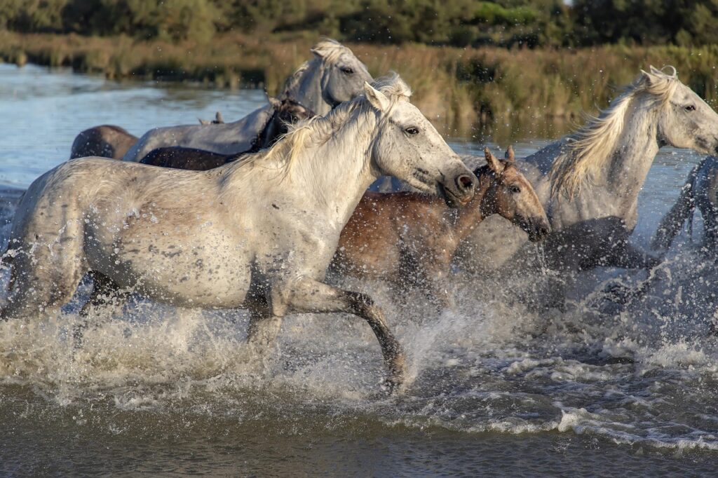 horses running