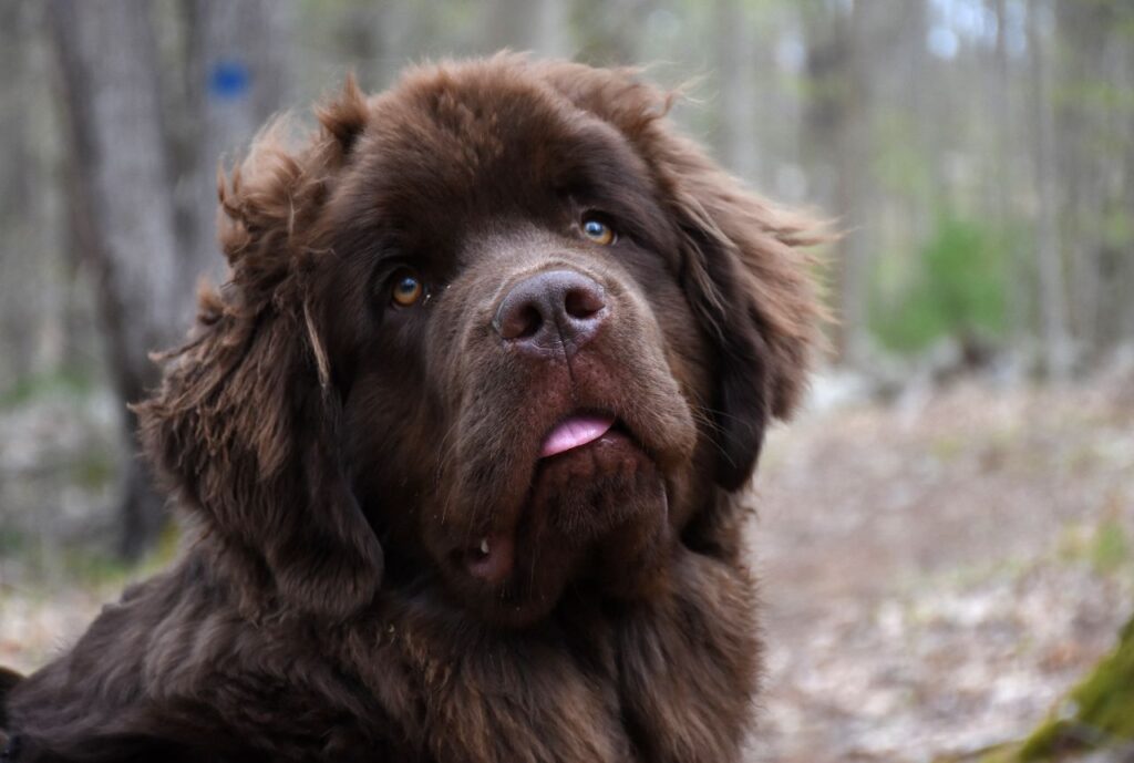 newfoundland dog