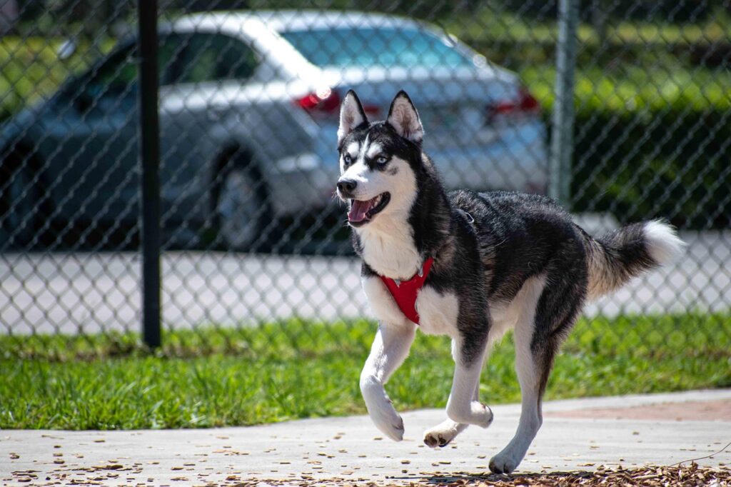 husky
