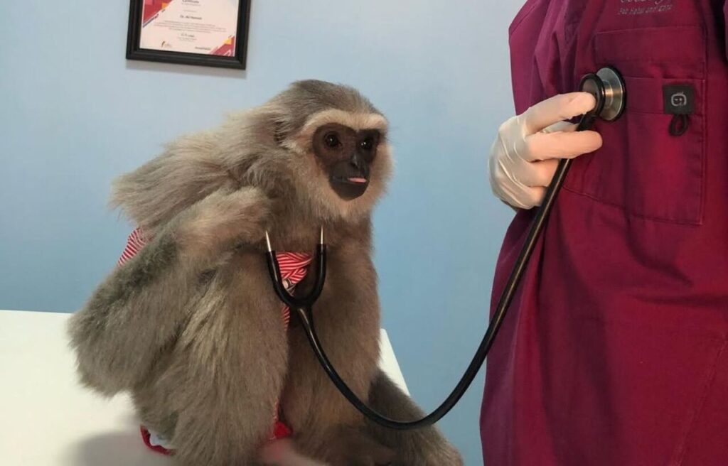 Monkey holding a stethoscope while a vet listens with it.