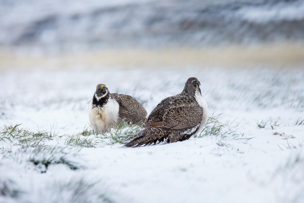 Couple of Greater Sage-Grouse