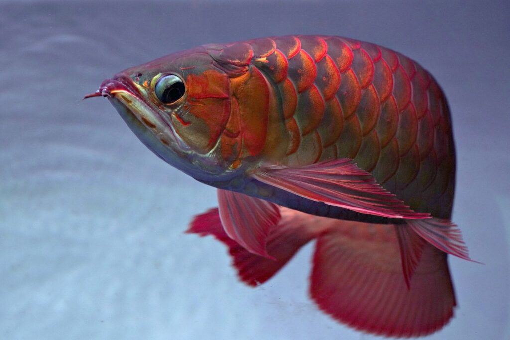 Closeup of an Arowana