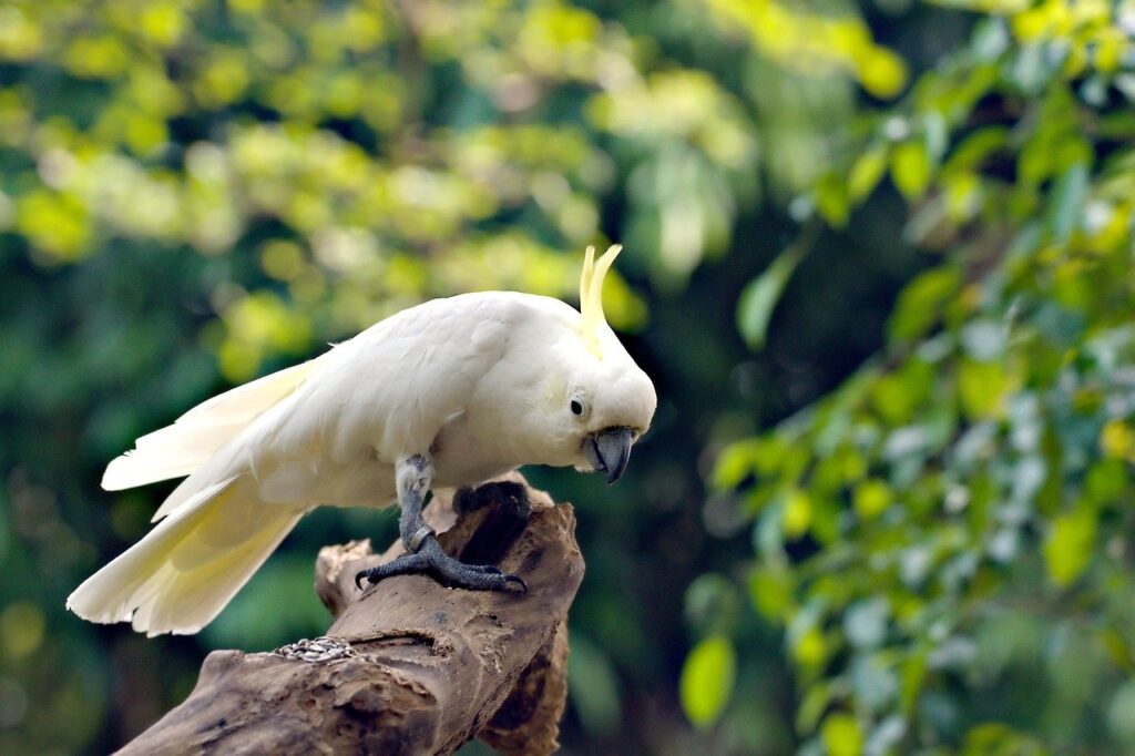 Cockatoo