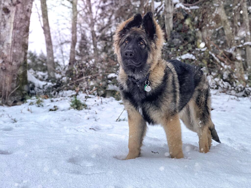 Shiloh Shepherd