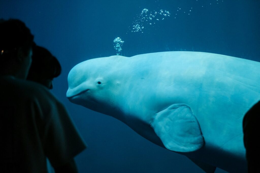 Beluga Whale