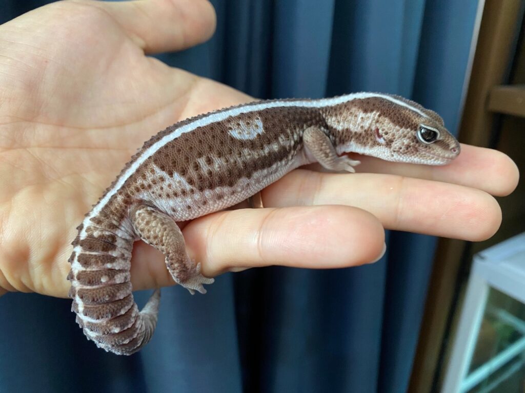 African Fat Tail Gecko