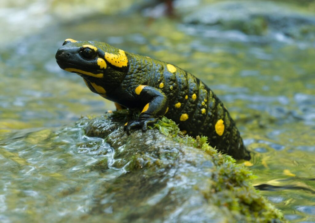 Salamander