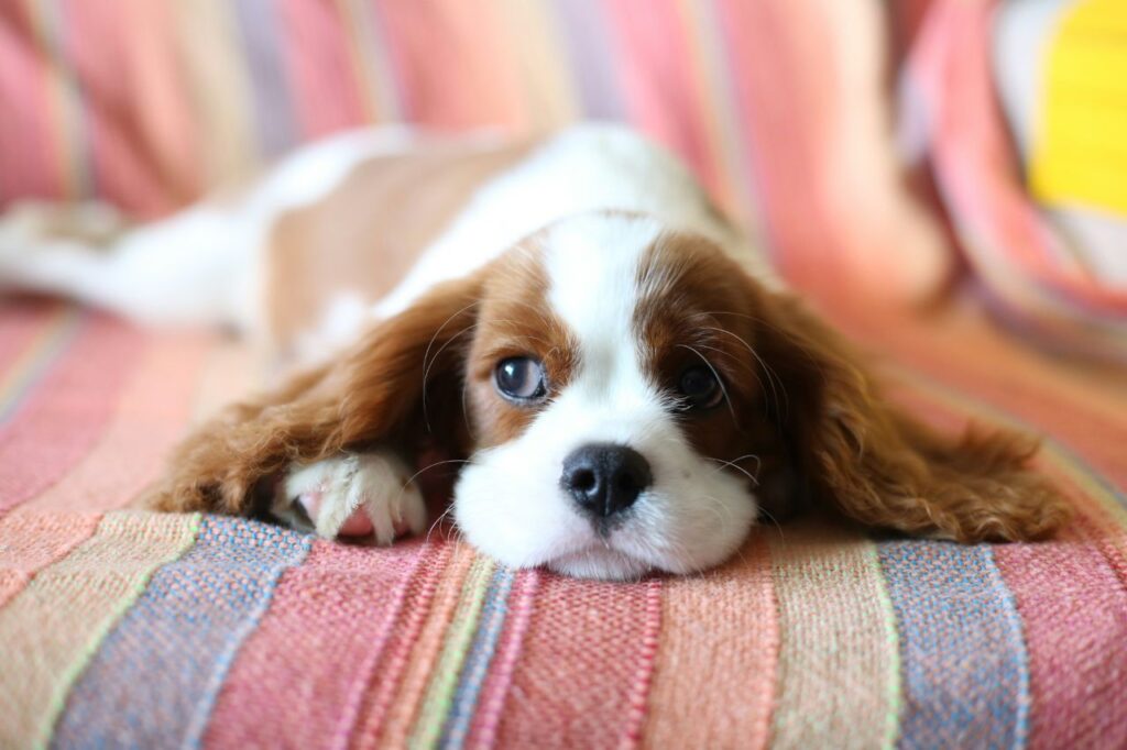 cavalier king charles spaniel