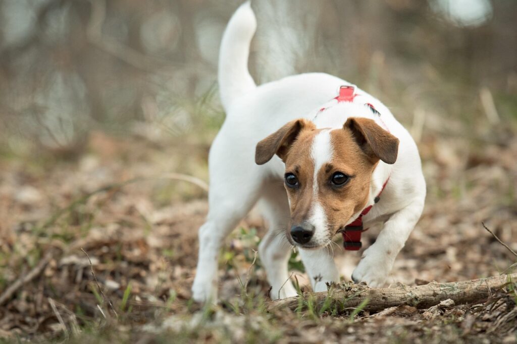 jack russell terrier in a field