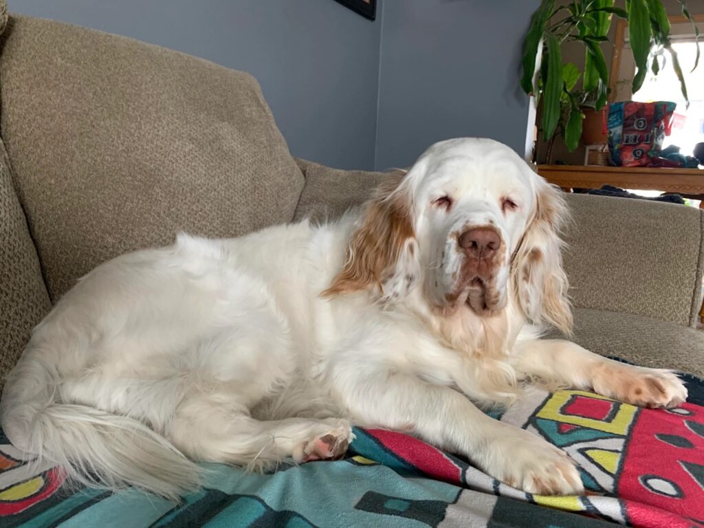 Clumber Spaniel