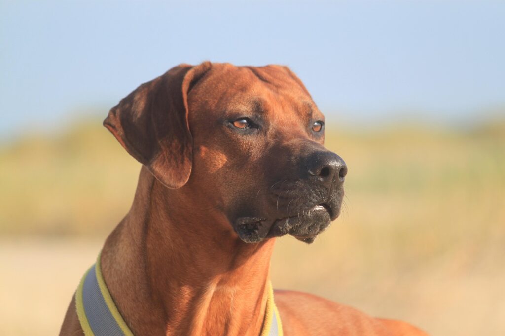 Rhodesian Ridgeback