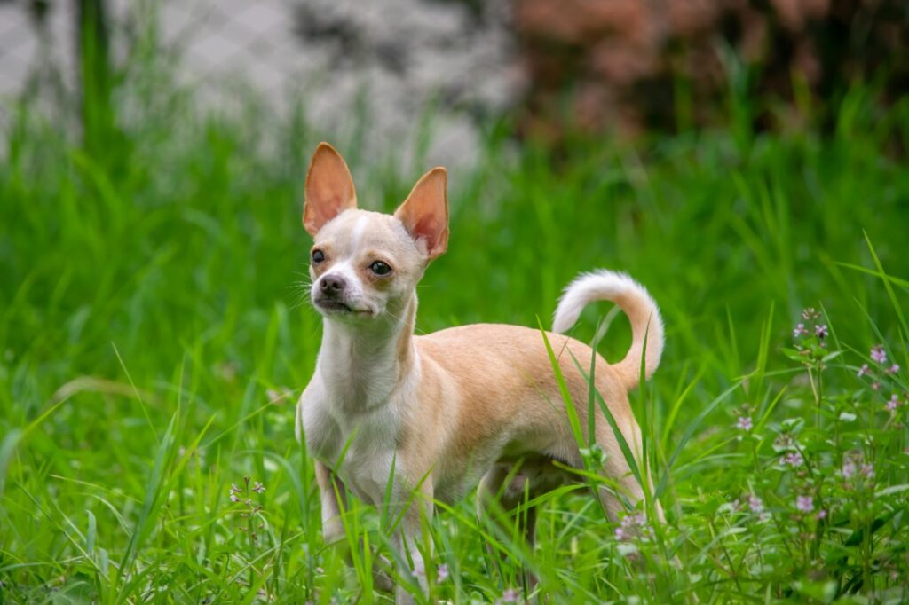 Chihuahua in a field