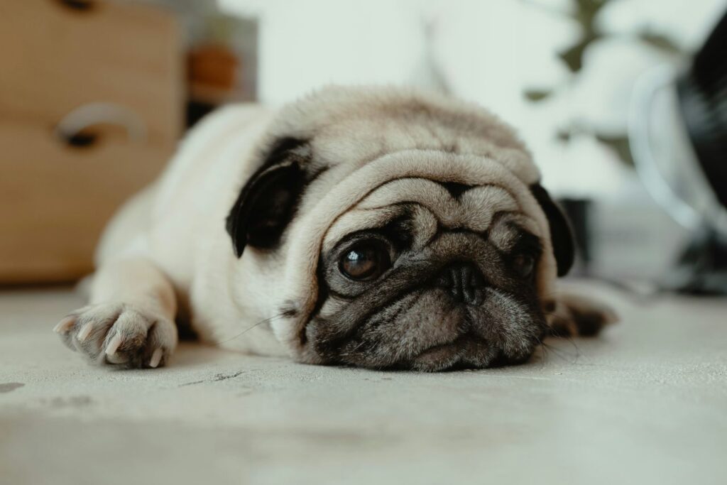 Pug 