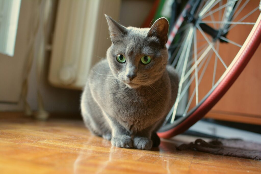 russian blue cat