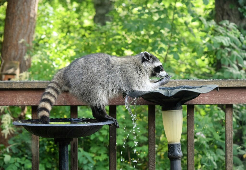 Racoon