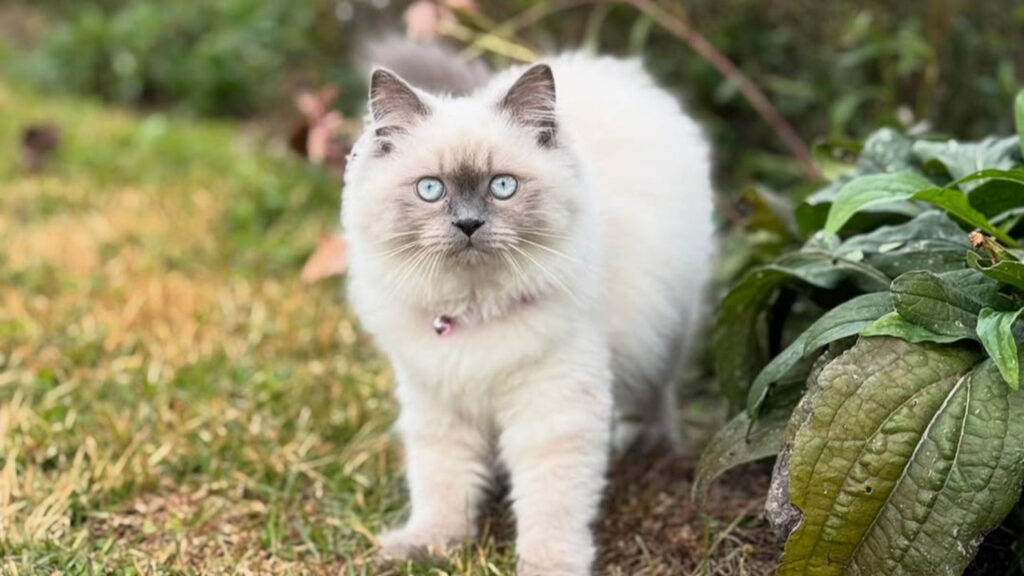 Himalayan Cat outdoor