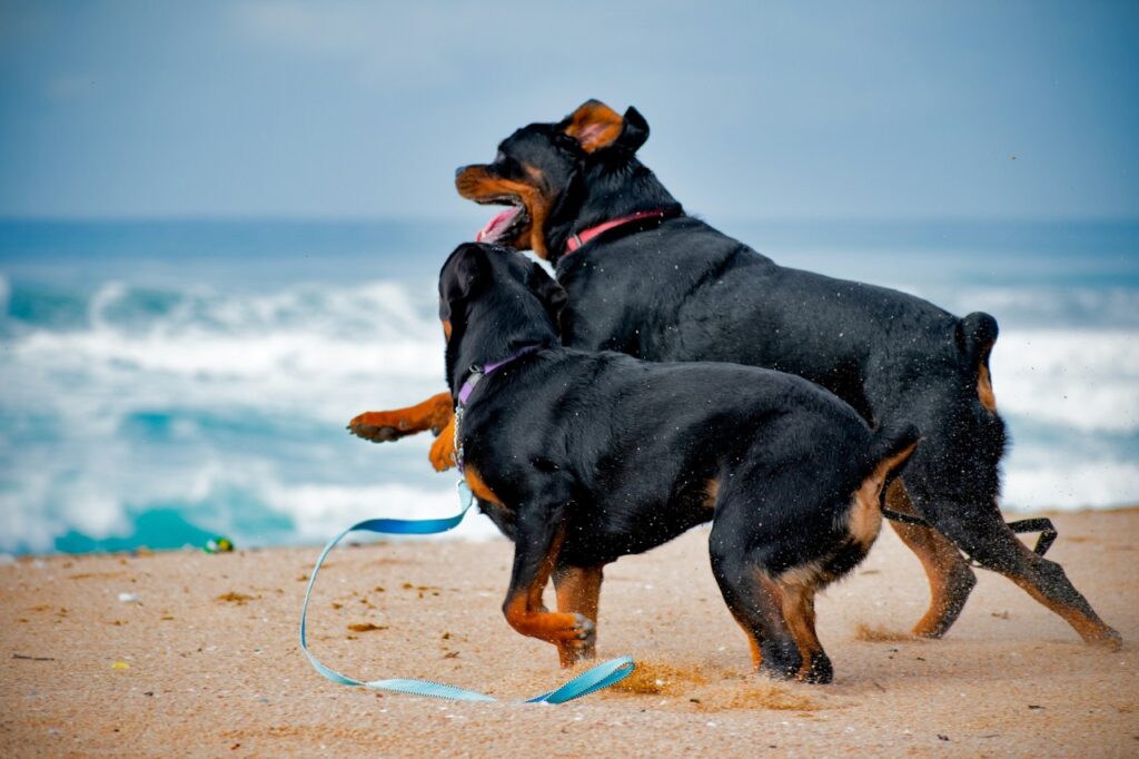 Two Rottweilers
