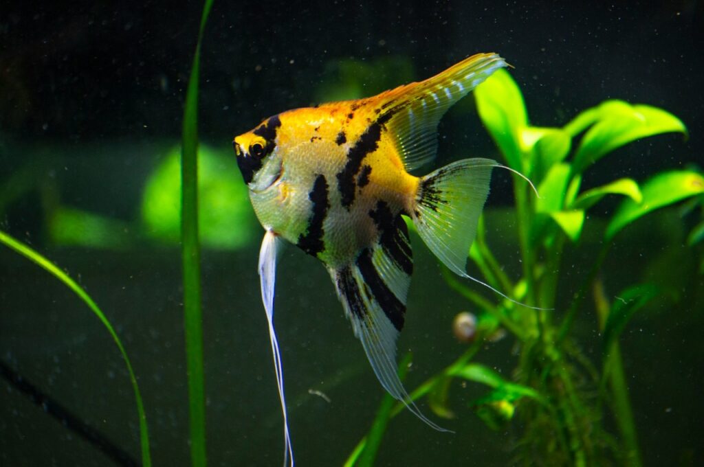 angelfish inside an aquarium