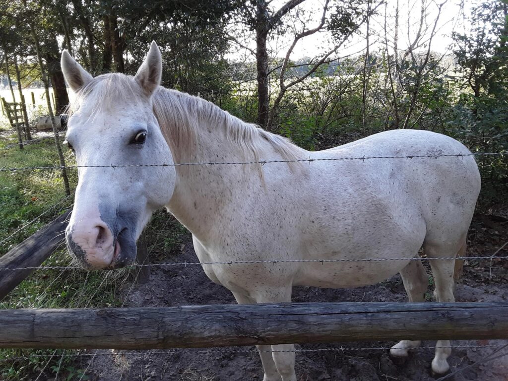 Blue the florida cracker horse