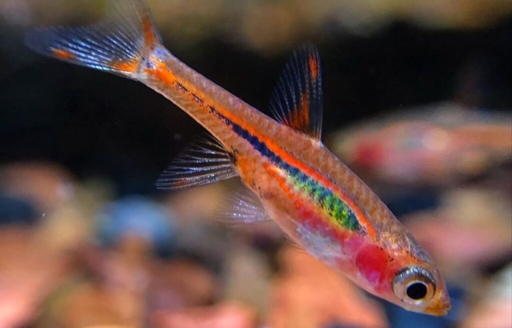 Close-up of chili rasbora fish.