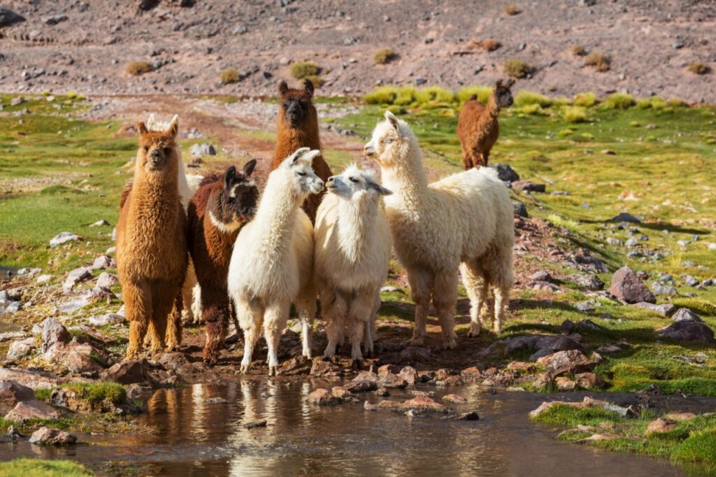 Alpacas herd