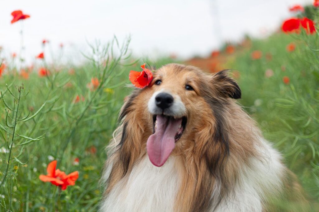 collie dog