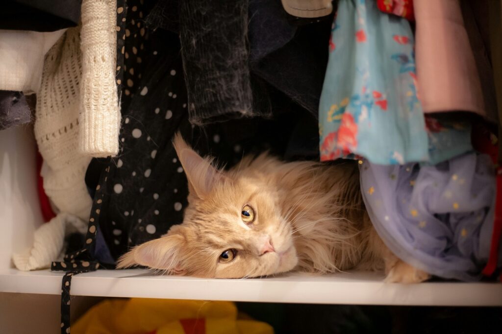 Main Coon cat