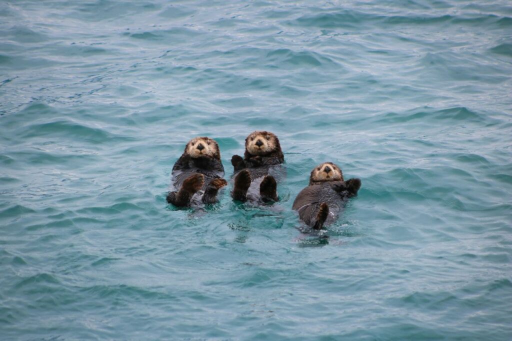 sea otters swimming together