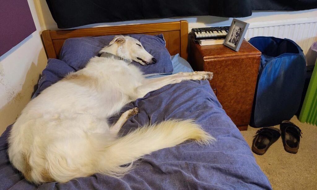 Borzoi sleeping