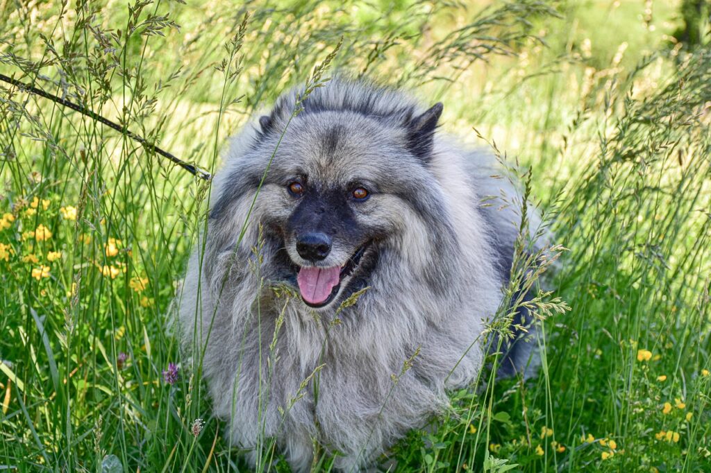 keeshond