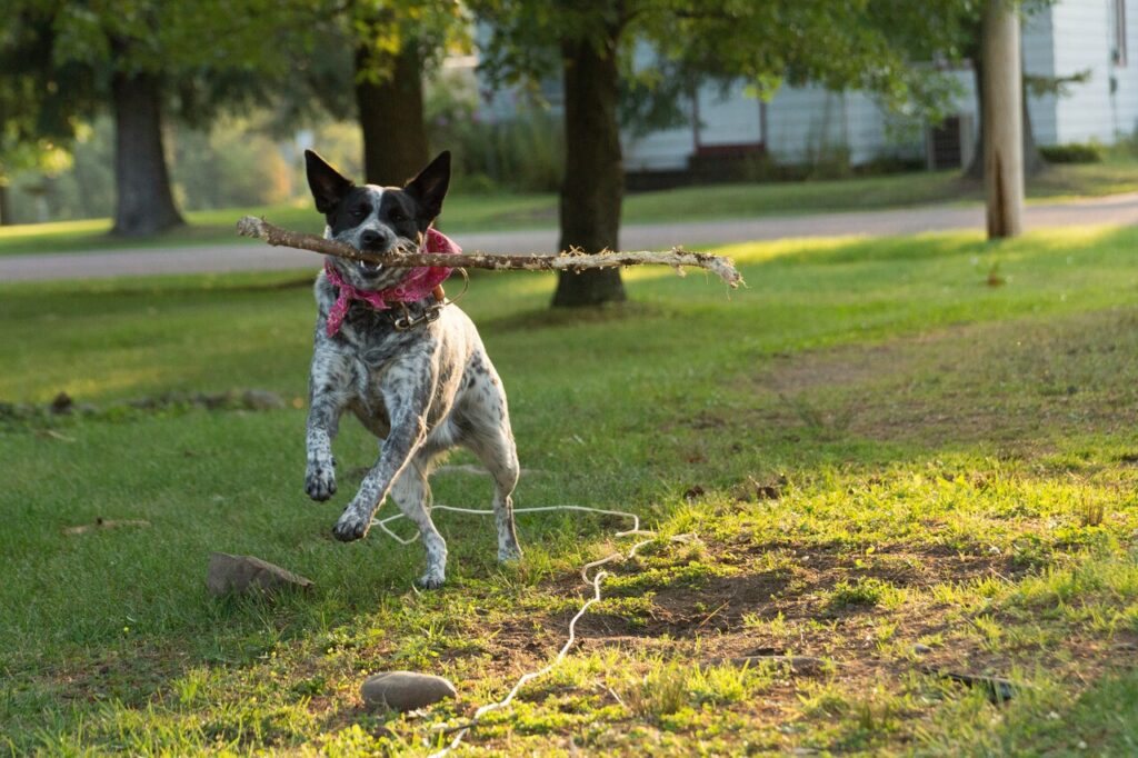 australian cattle dog